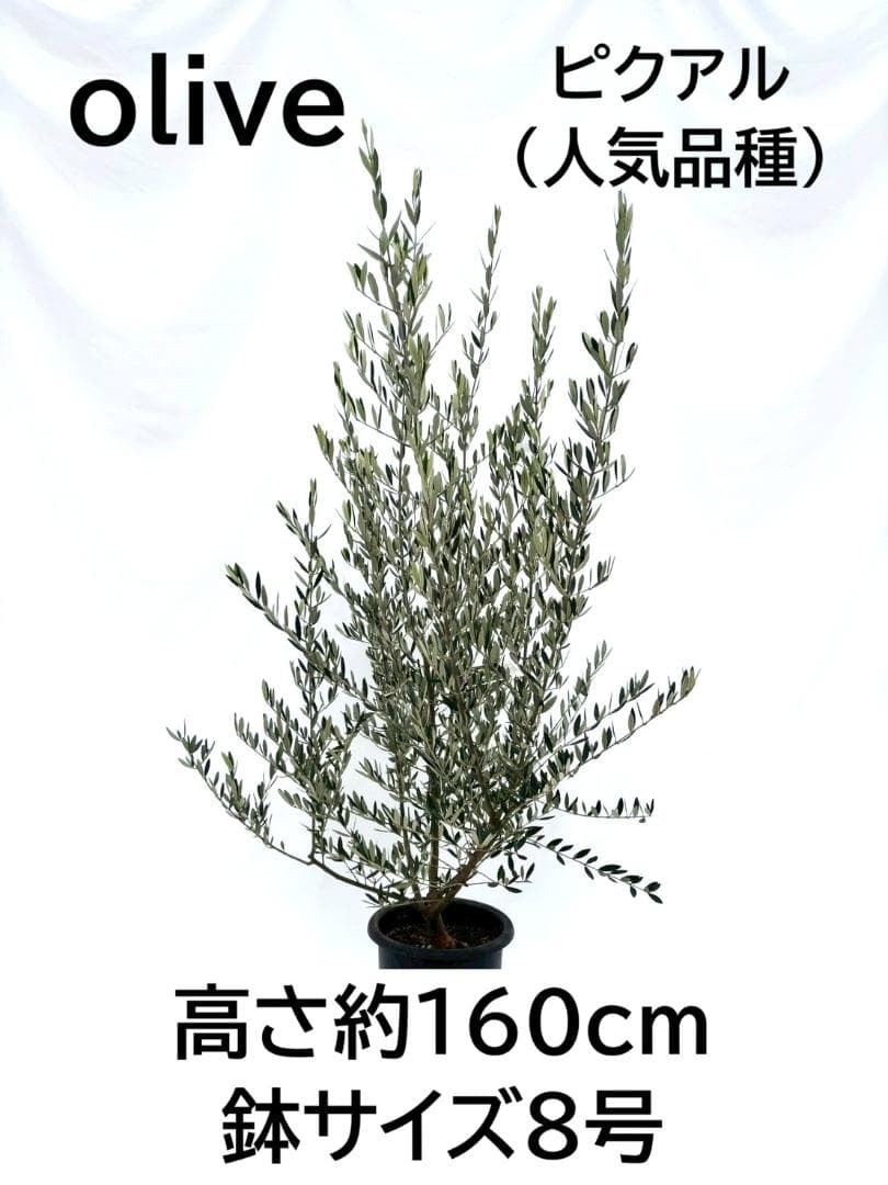 オリーブの木　ピクアル　8号　約160cm　NO.865　人気品種　現品掲載
