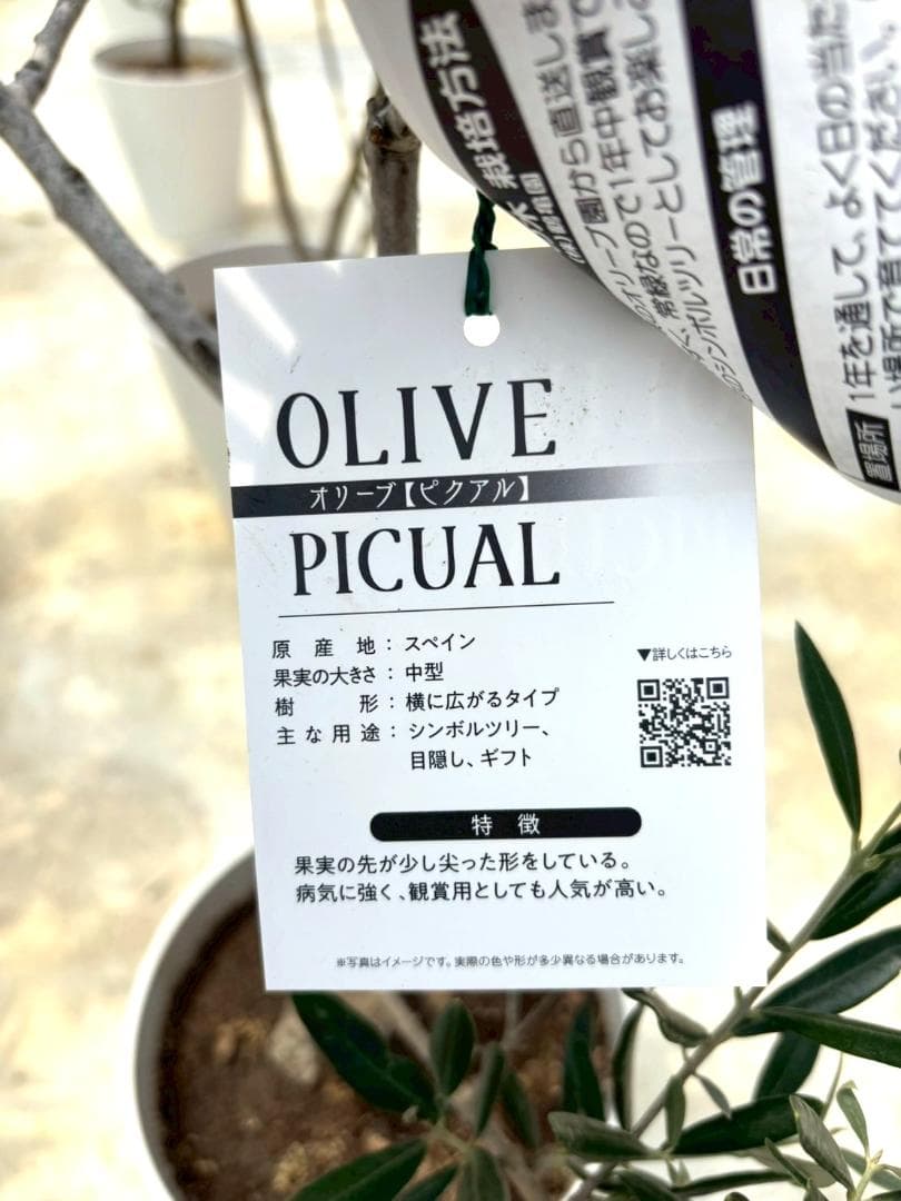オリーブの木　ピクアル　8号　約160cm　NO.865　人気品種　現品掲載