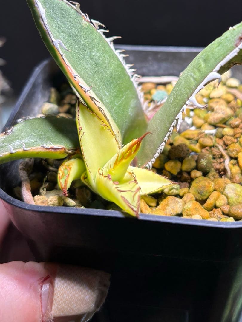 激レア‼️ アガベ　ホリダ　斑入り　鉢ごと