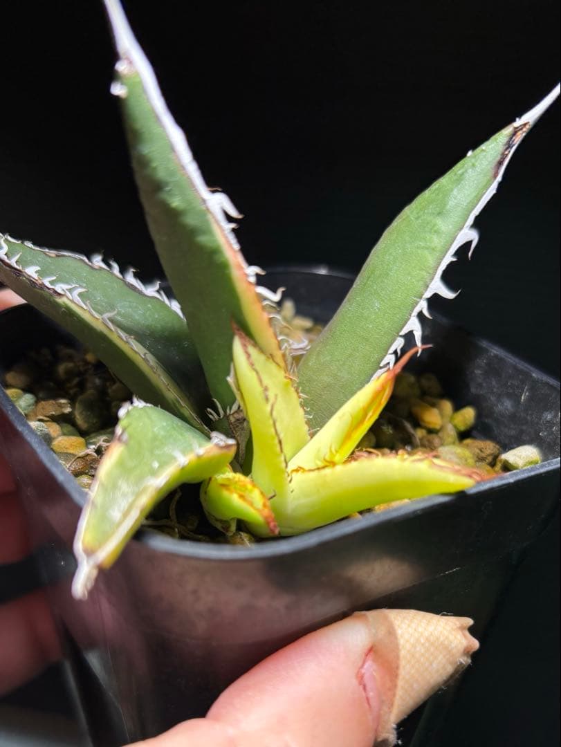 激レア‼️ アガベ　ホリダ　斑入り　鉢ごと