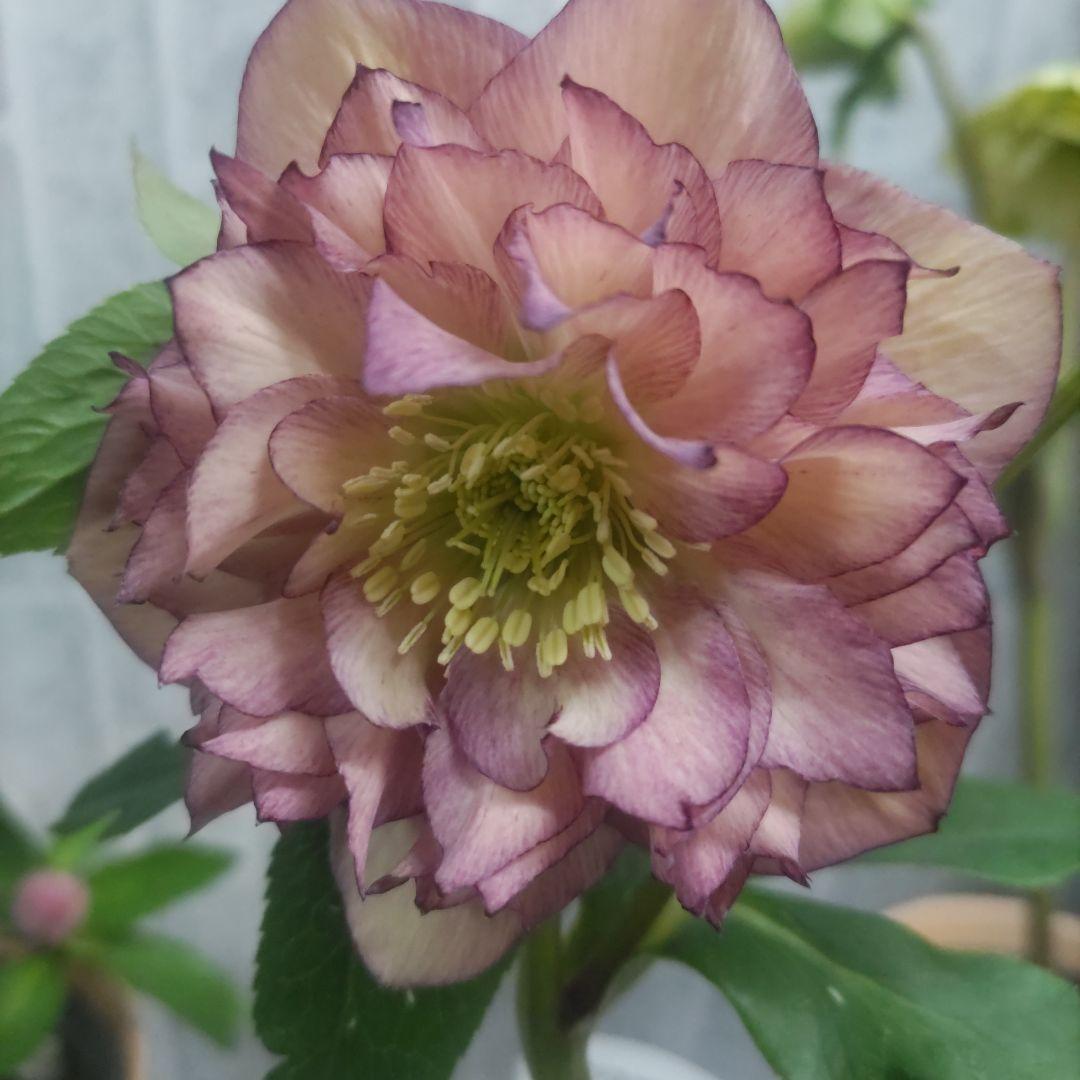 クリスマスローズ⭐️多弁咲き⭐️３鉢セット⭐️5号鉢