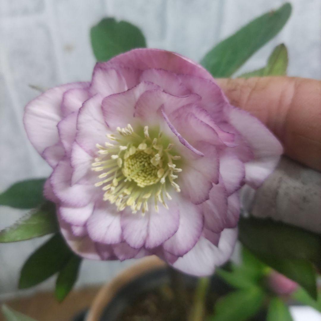 クリスマスローズ⭐️多弁咲き⭐️３鉢セット⭐️5号鉢