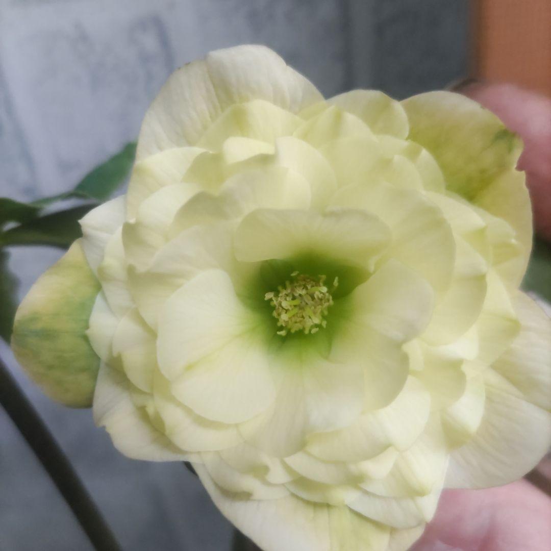 クリスマスローズ⭐️多弁咲き⭐️３鉢セット⭐️5号鉢