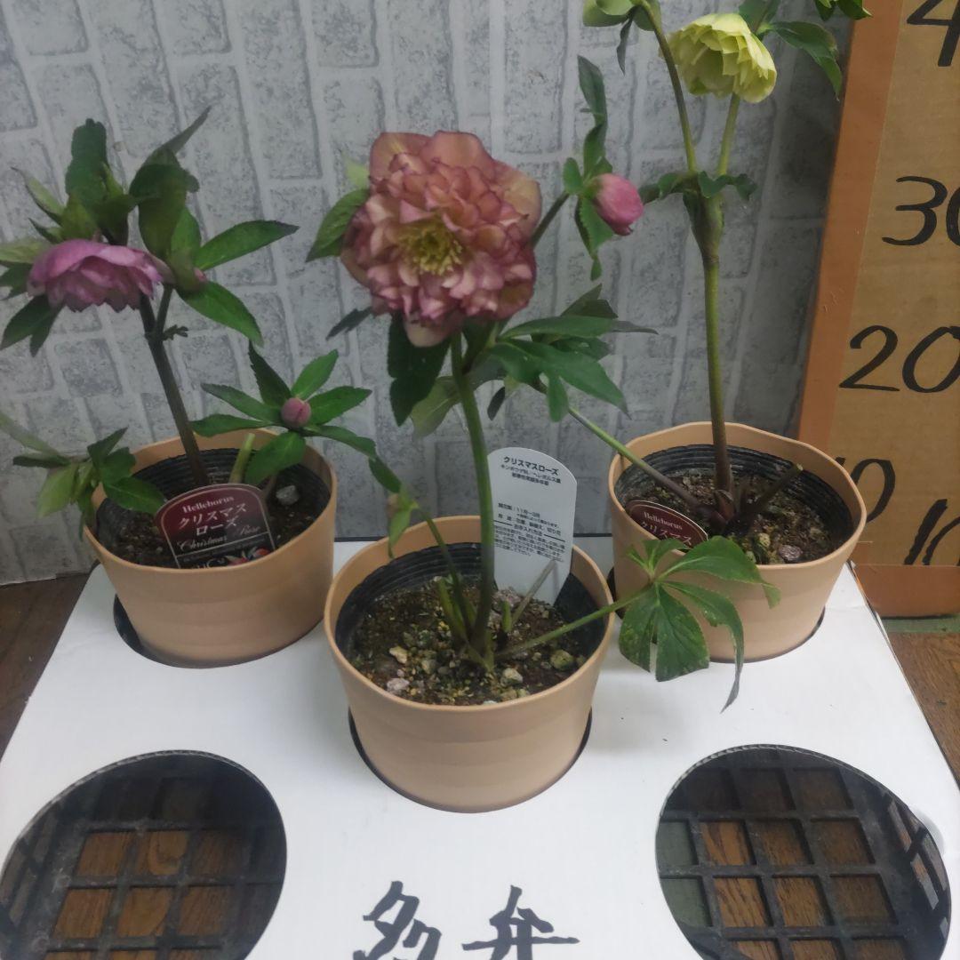 クリスマスローズ⭐️多弁咲き⭐️３鉢セット⭐️5号鉢