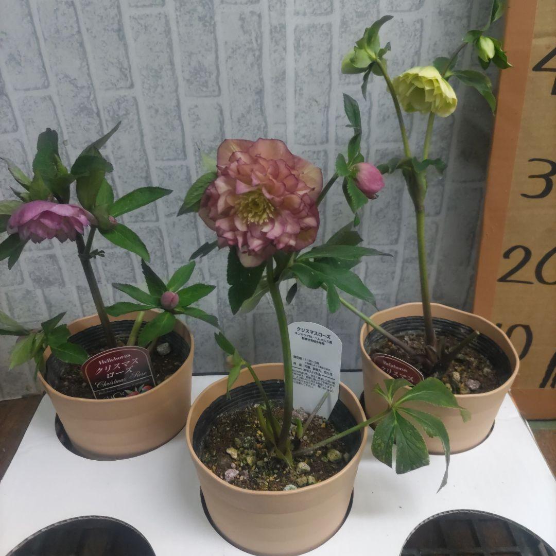 クリスマスローズ⭐️多弁咲き⭐️３鉢セット⭐️5号鉢