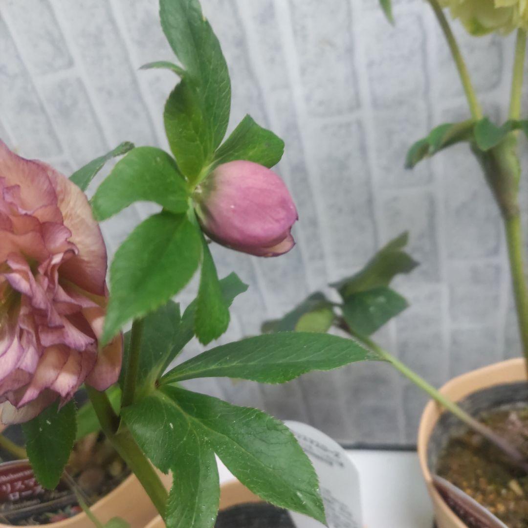 クリスマスローズ⭐️多弁咲き⭐️３鉢セット⭐️5号鉢