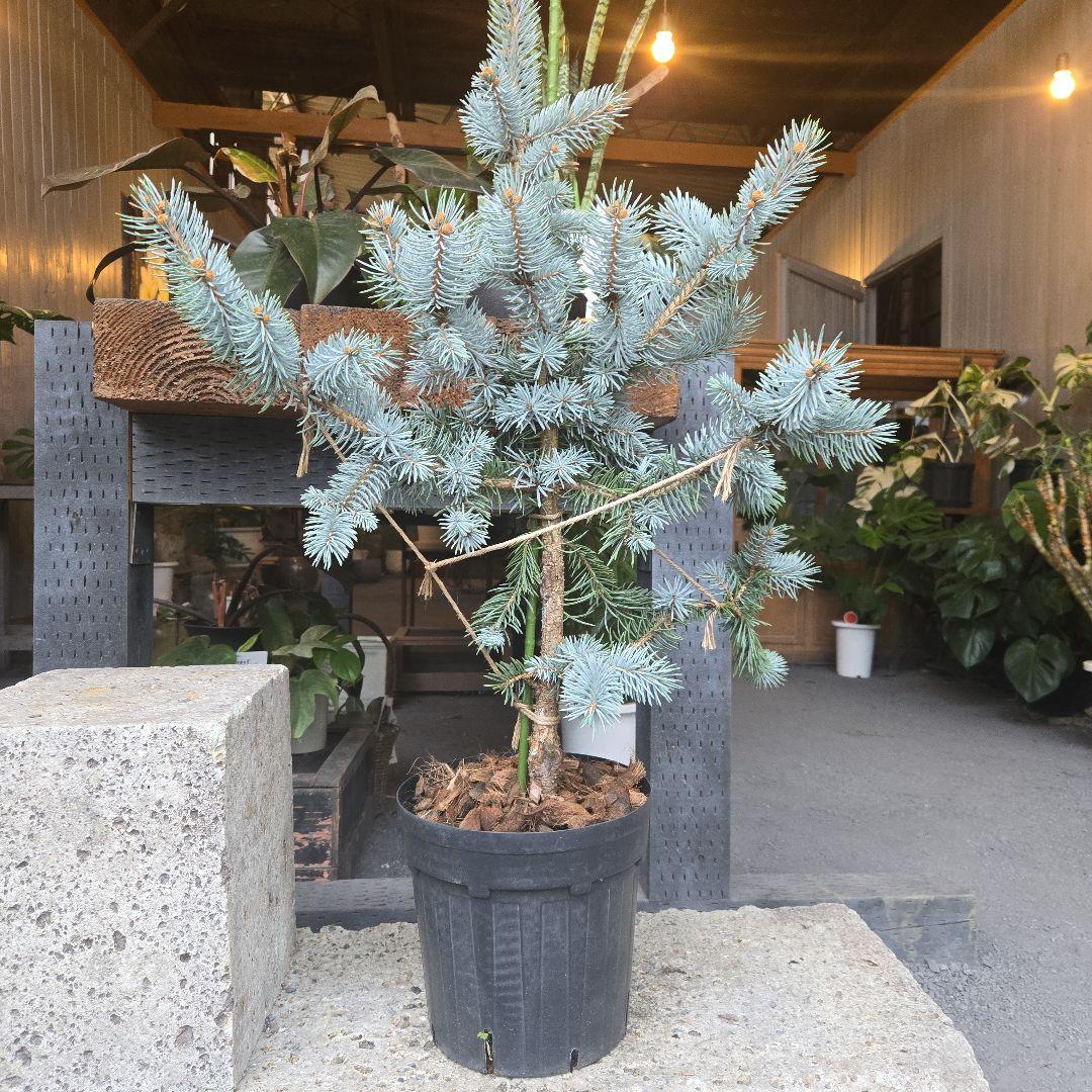 ③　プンゲンス　トウヒ　ホプシー　７号　最高等級極上品‼️