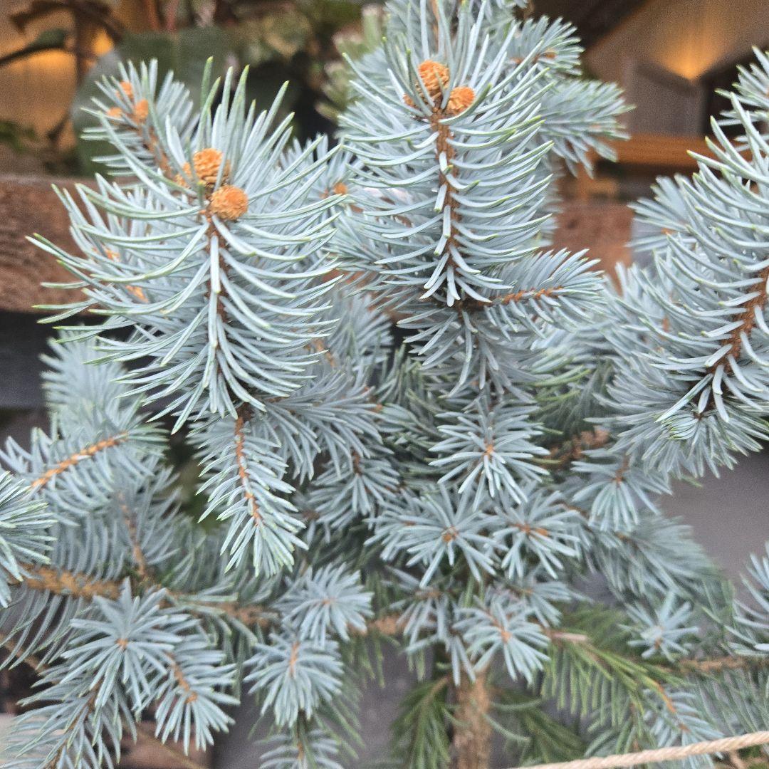 ③　プンゲンス　トウヒ　ホプシー　７号　最高等級極上品‼️