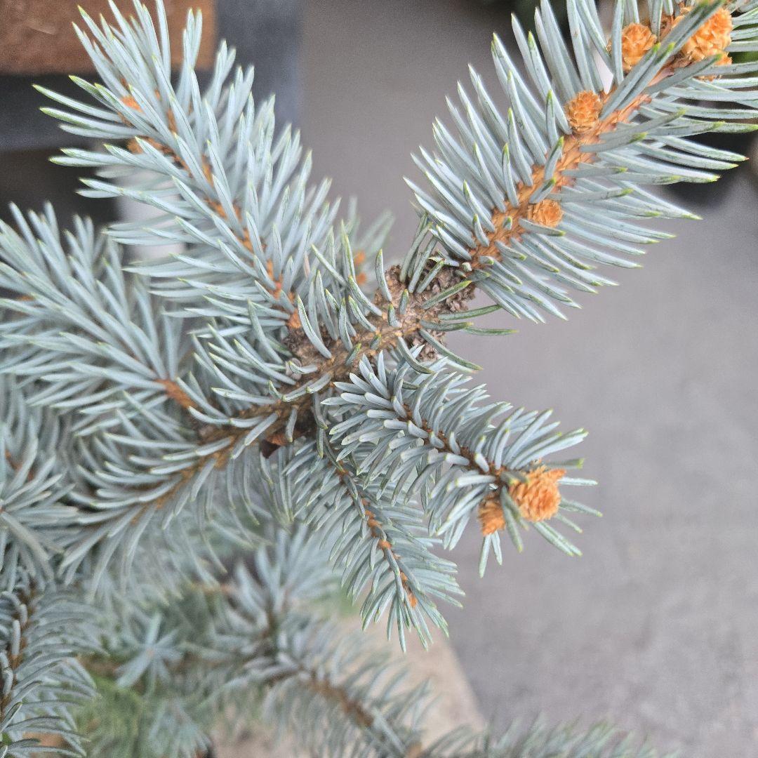 ③　プンゲンス　トウヒ　ホプシー　７号　最高等級極上品‼️