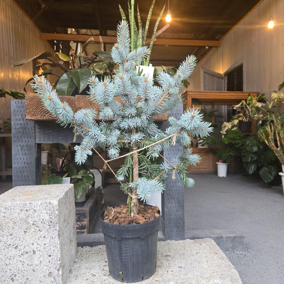 ③　プンゲンス　トウヒ　ホプシー　７号　最高等級極上品‼️