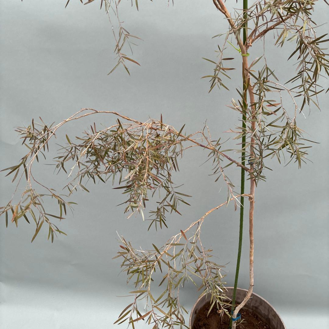 シルバーティーツリー