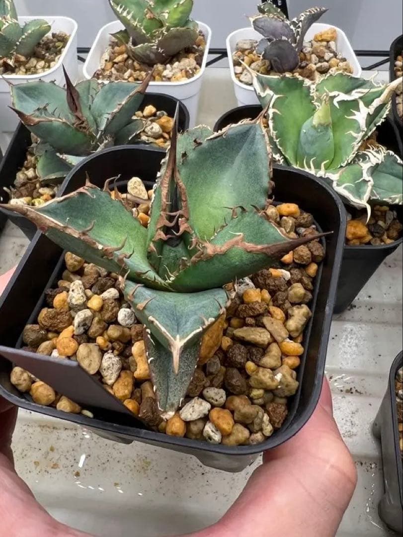 アガベ　チタノタ　緑犀牛　巌竜