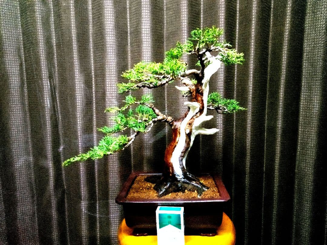 【中品　糸魚川真柏盆栽】　　　　　　⭕将来有望❗最終価格❗