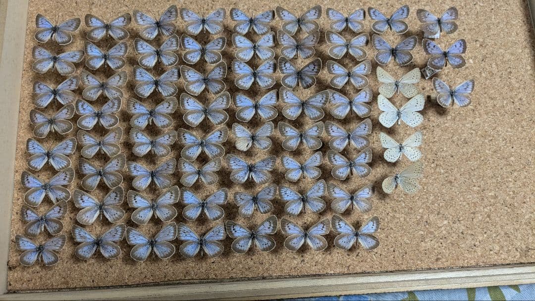 ゴマシジミ＆オオゴマシジミ