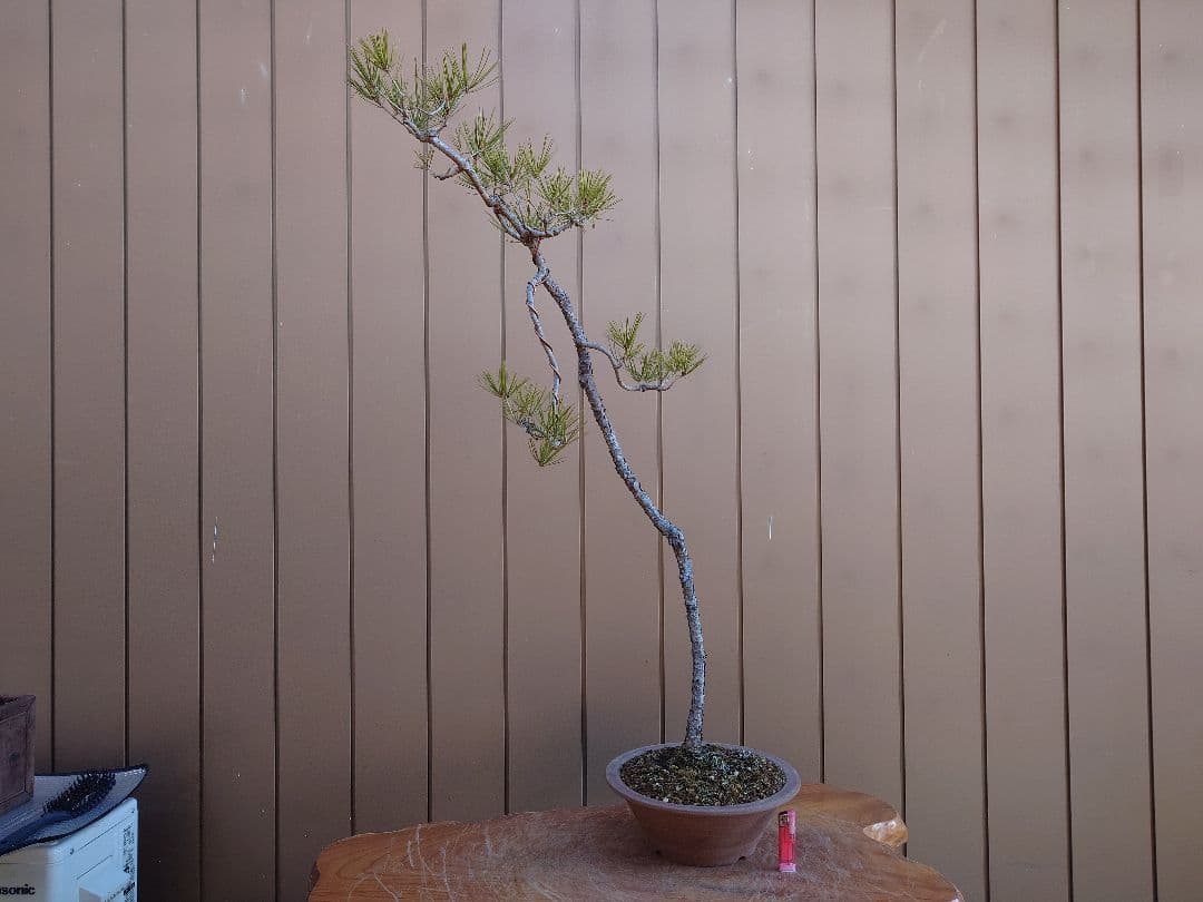 盆栽　赤松　樹高100cm