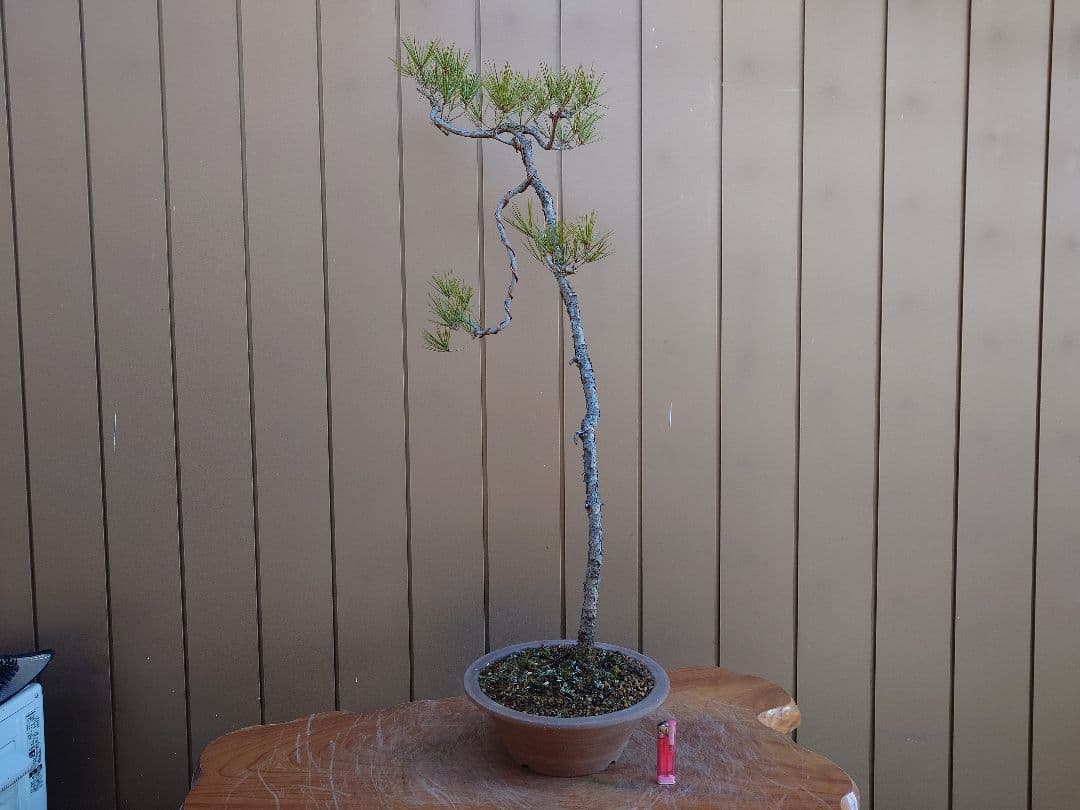 盆栽　赤松　樹高100cm