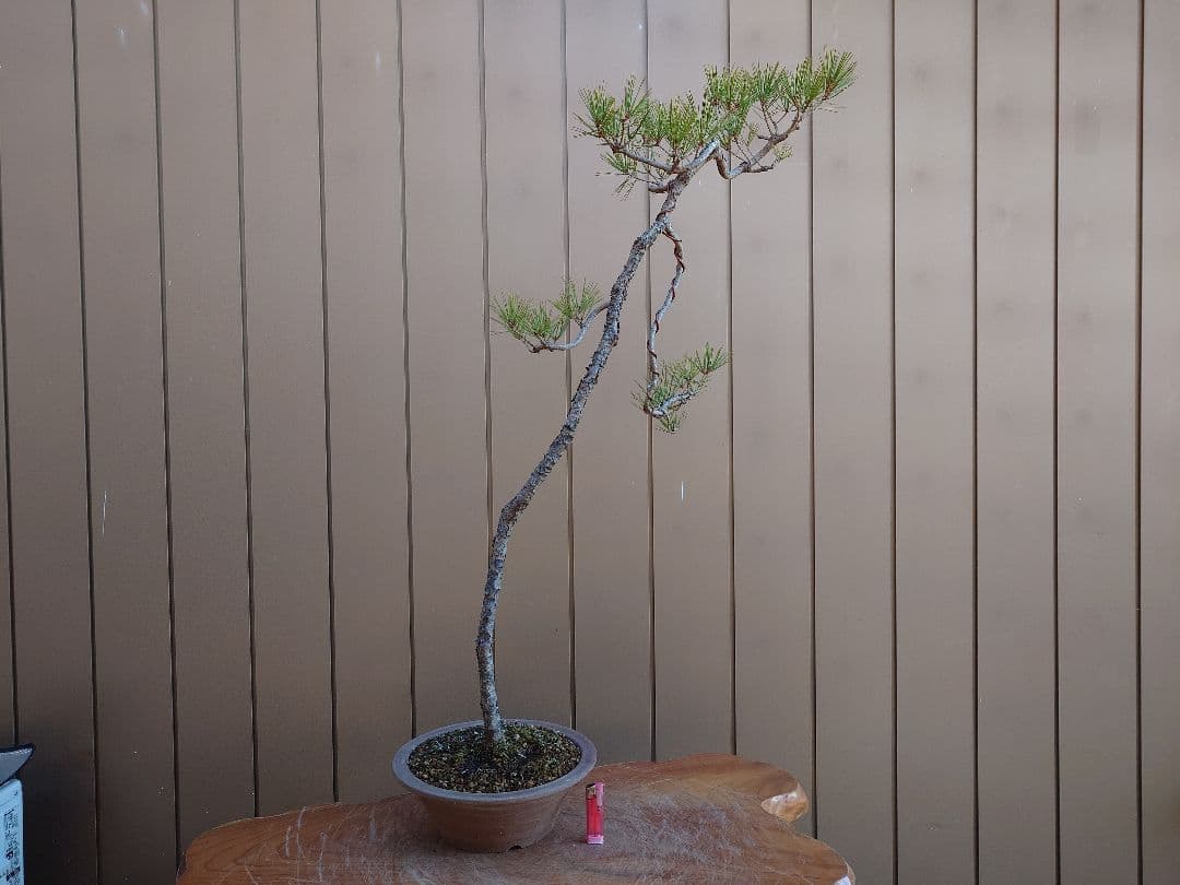 盆栽　赤松　樹高100cm