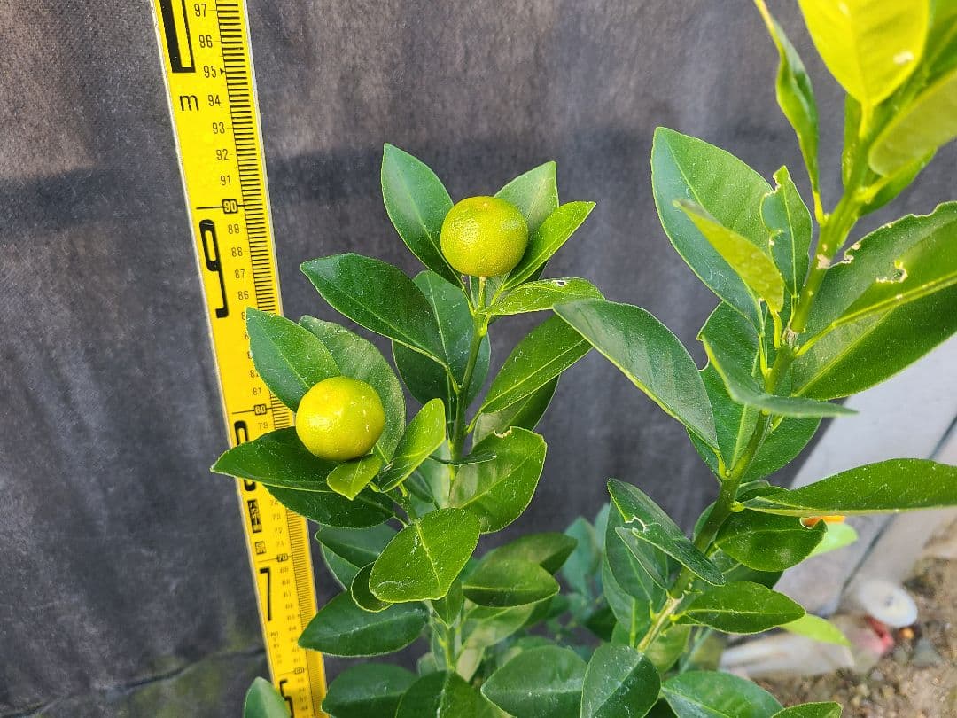 ②タチバナ（橘）実付き大株 6号鉢 接木3年生苗日本固有柑橘・耐寒性◎ 現品発送