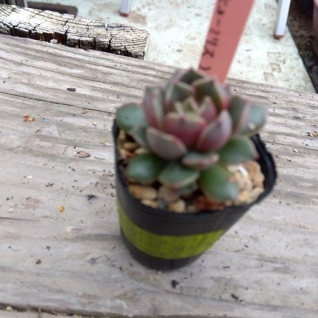 miyaさん✡️モラニー×(メキシコミニマ×ヒューミリス)✡️ミヤ苗 多肉 抜苗