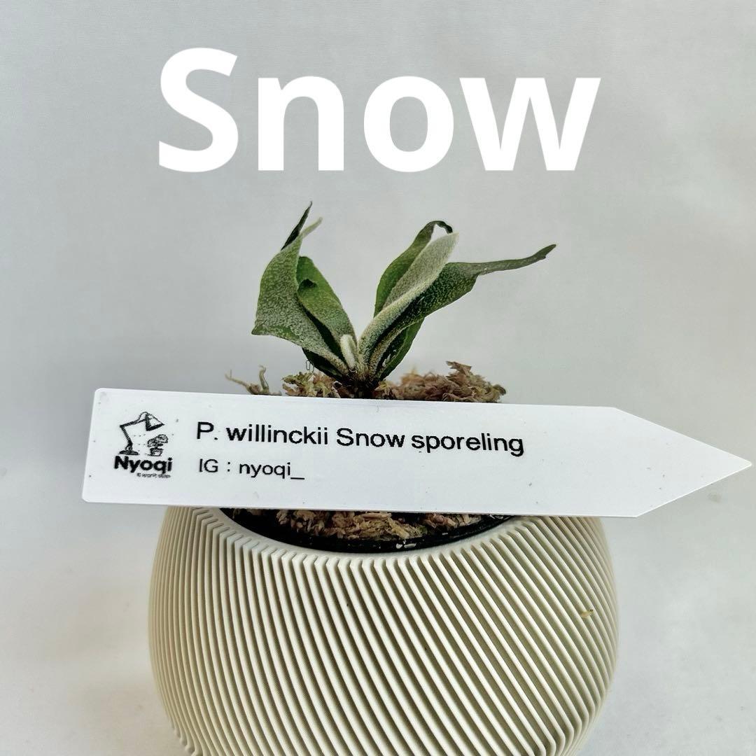 【メルカリ便】P. Willinckii (spore) 【68】