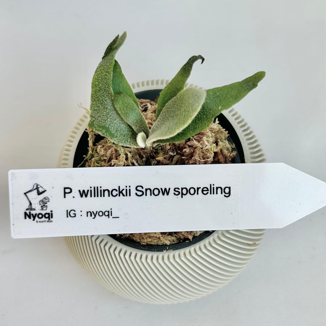 【メルカリ便】P. Willinckii (spore) 【68】