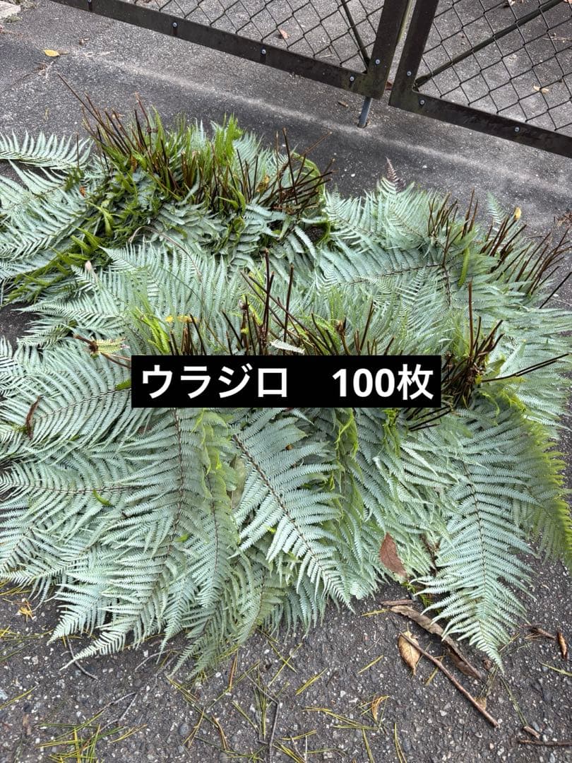 ウラジロ　100枚