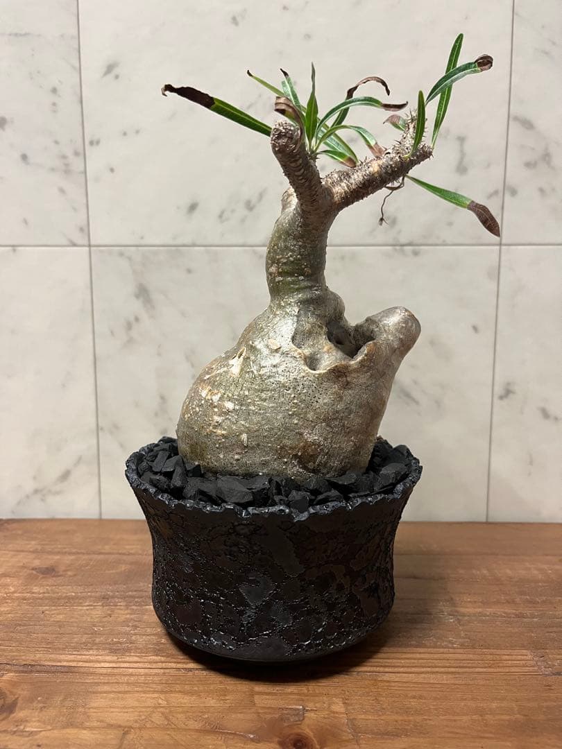 パキポディウム グラキリス 変態株