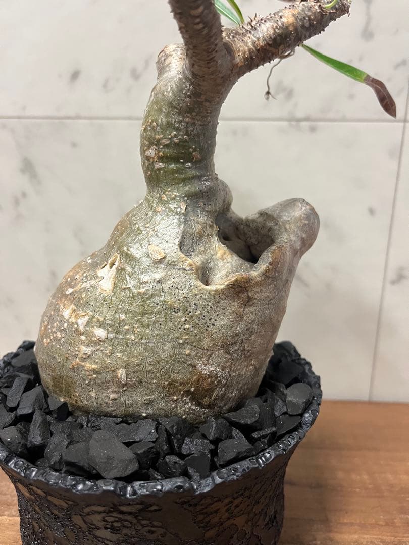 パキポディウム グラキリス 変態株