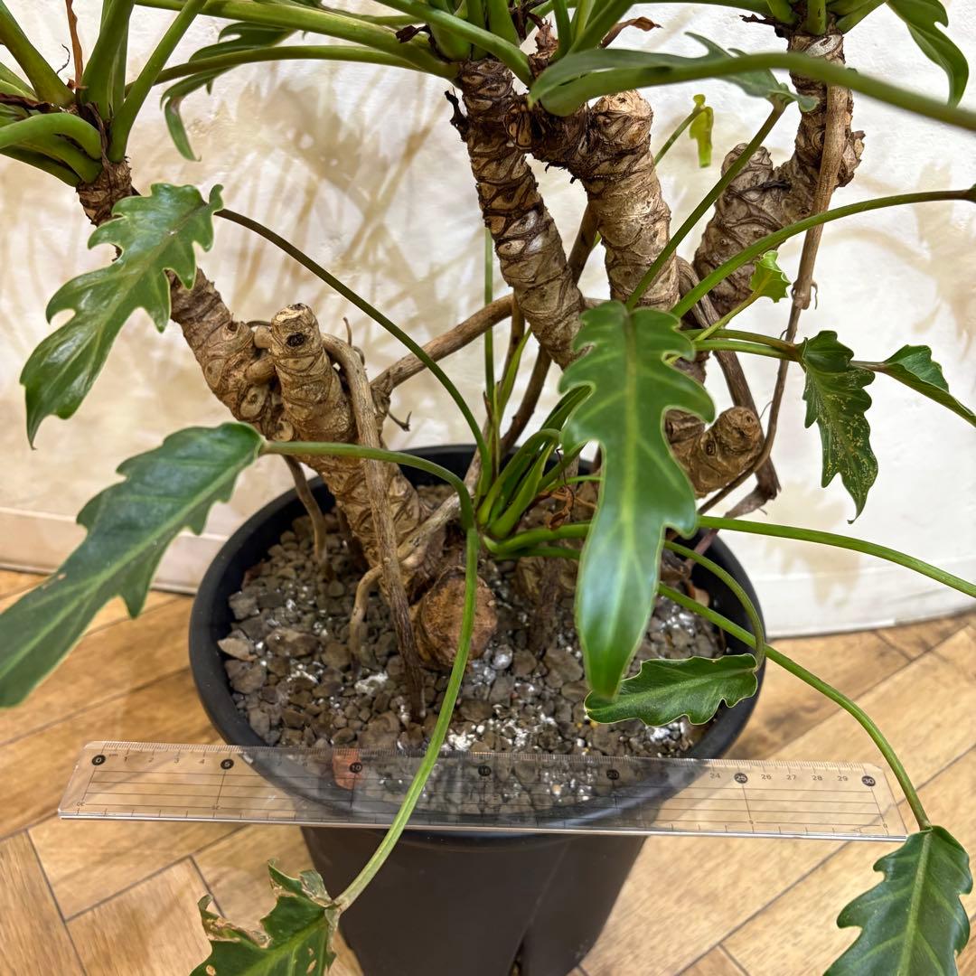 【大株美形】フィロデンドロン　クッカバラ　根上がり