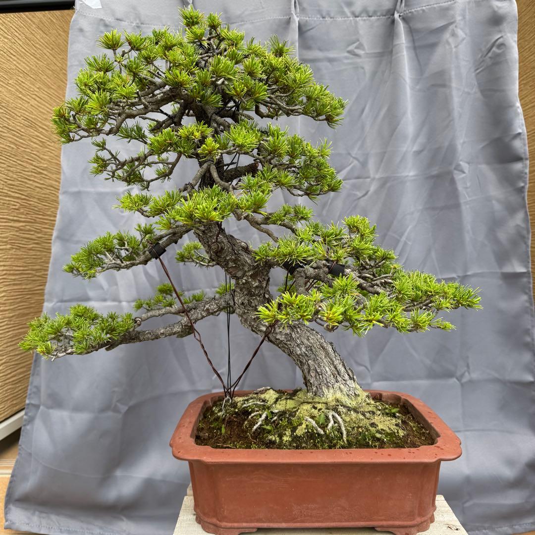 五葉松　Japanese White Pine