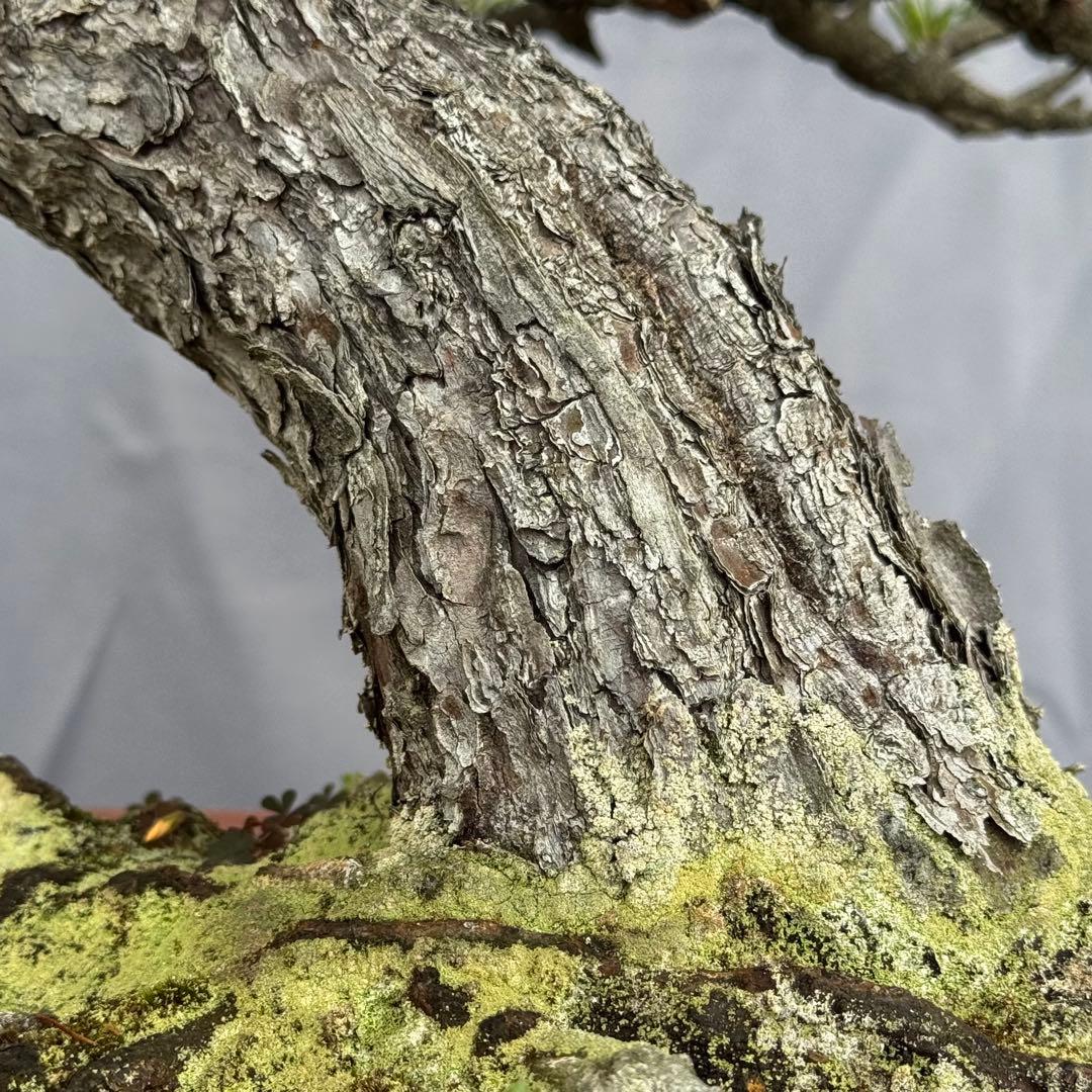 五葉松　Japanese White Pine