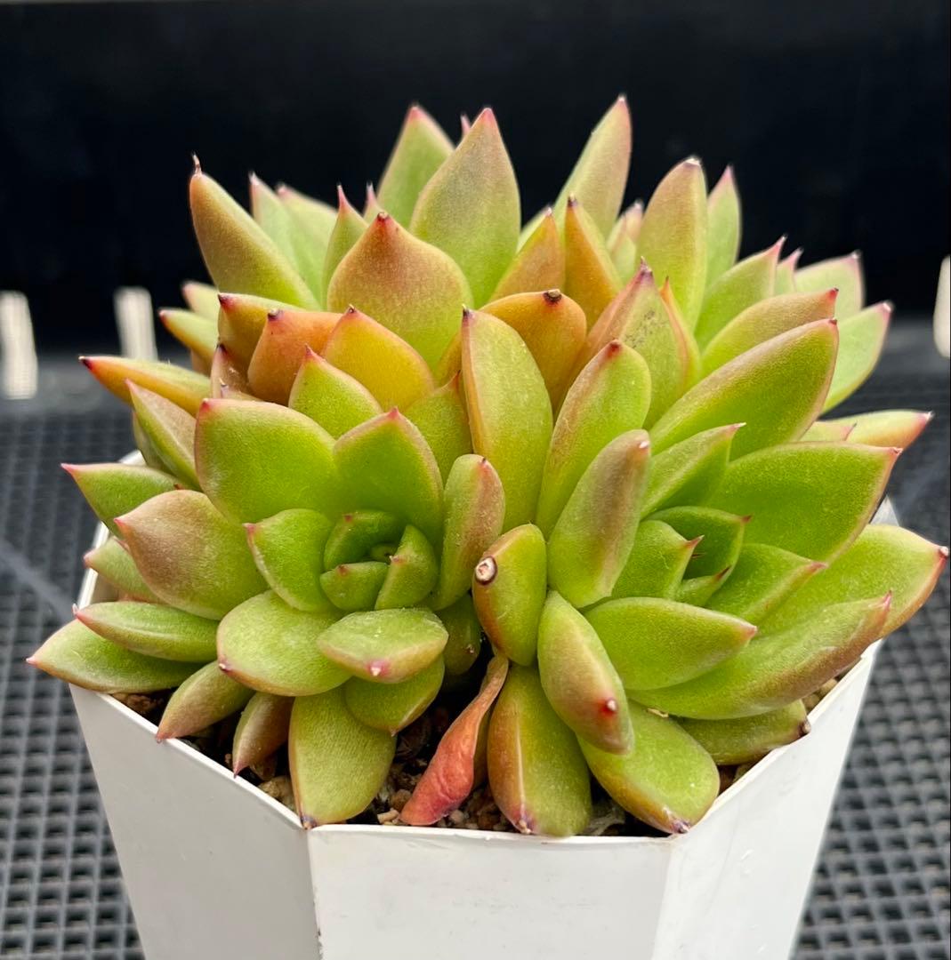 多肉植物【ヴァッションエボニー】抜き苗