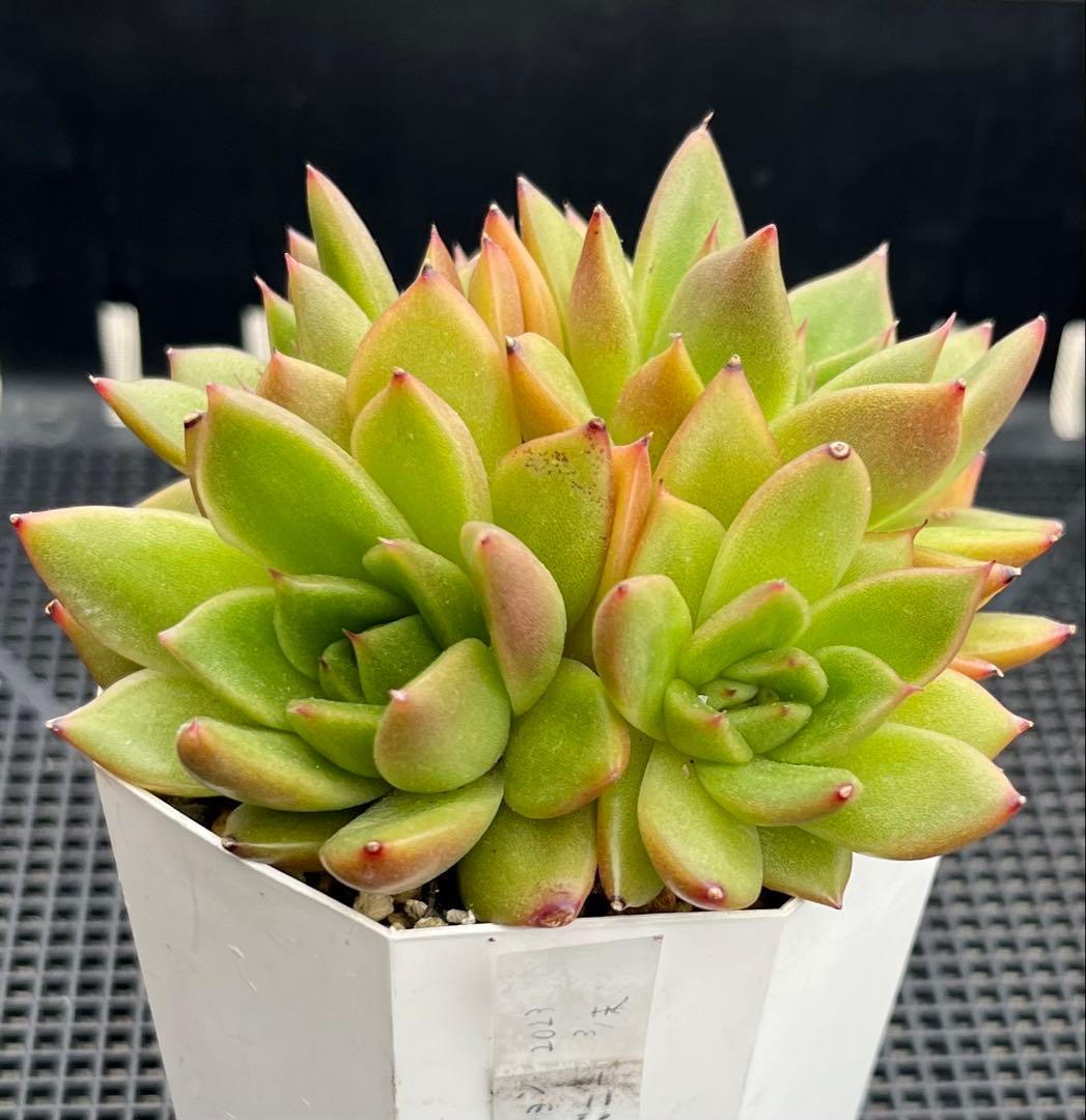 多肉植物【ヴァッションエボニー】抜き苗