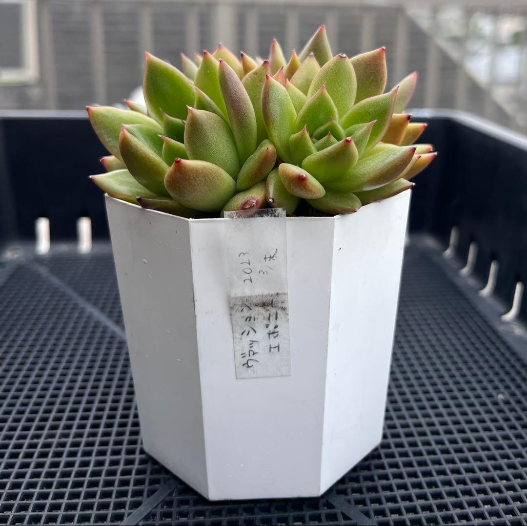 多肉植物【ヴァッションエボニー】抜き苗