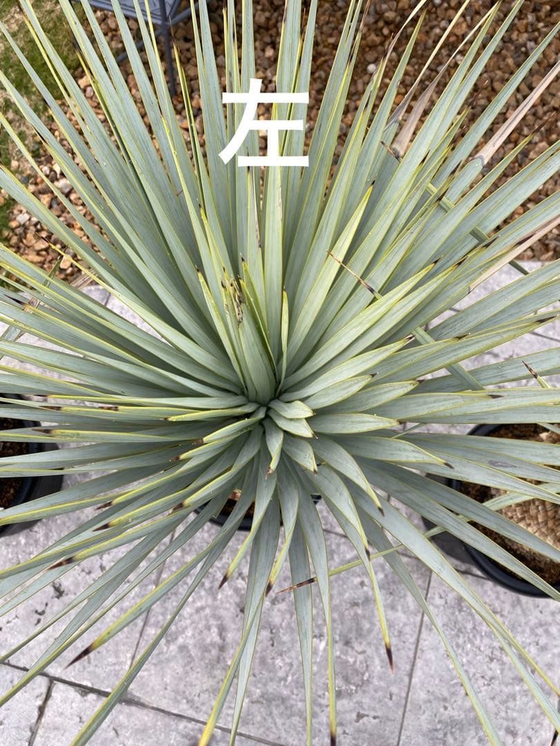 ユッカマルデヌベスver.ロスト　25