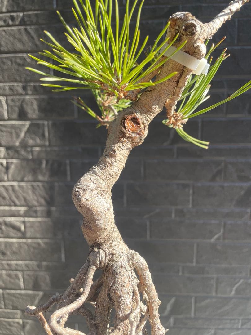 根上がり黒松中品盆栽