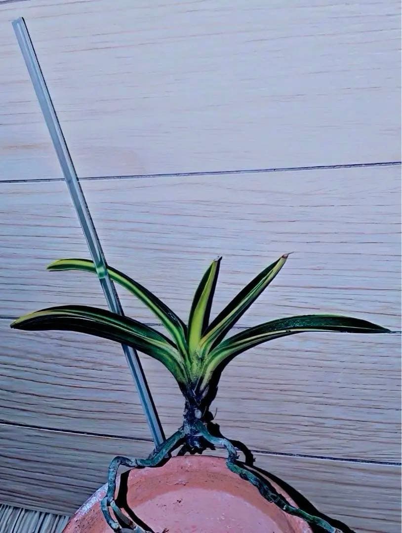 富貴蘭『金牡丹黄縞』最上柄