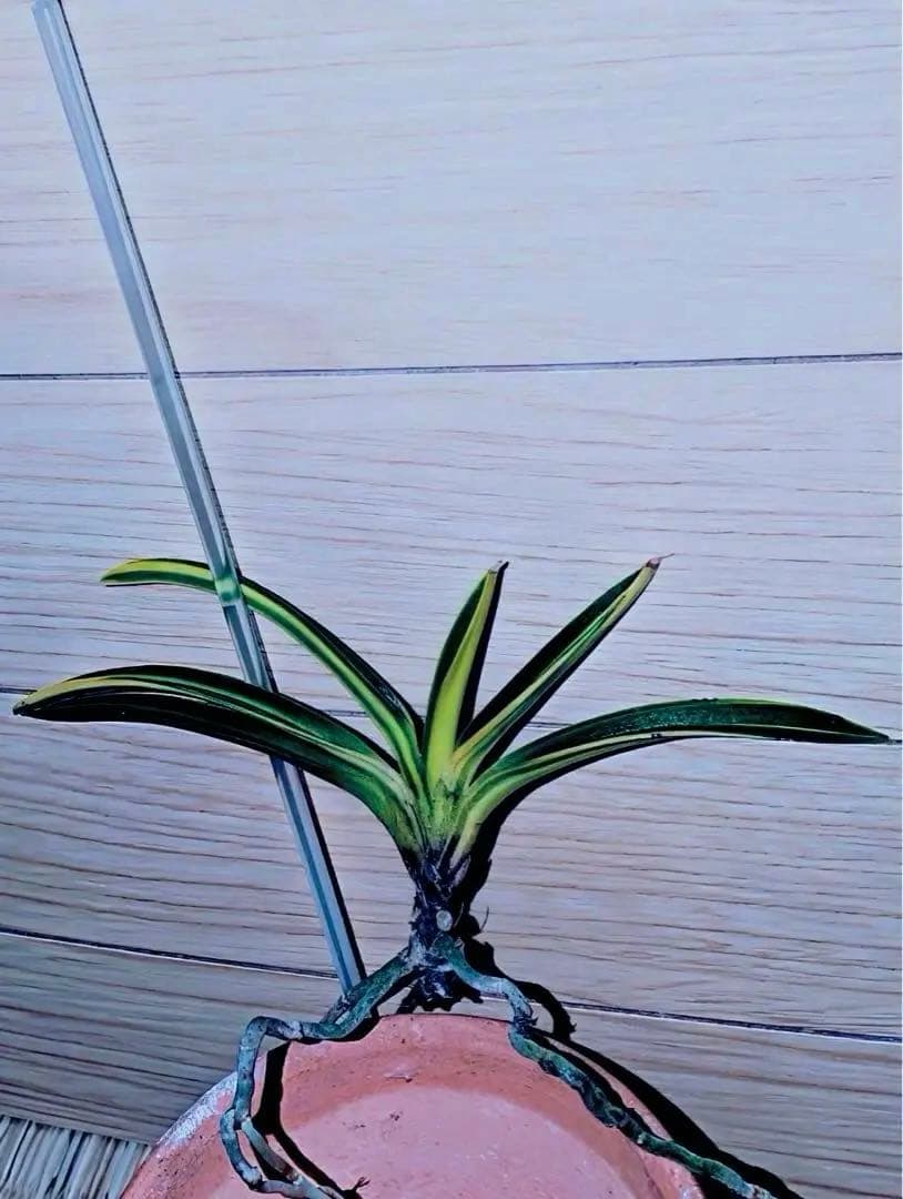 富貴蘭『金牡丹黄縞』最上柄