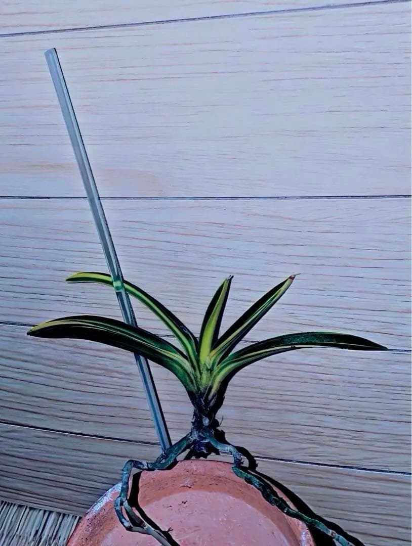 富貴蘭『金牡丹黄縞』最上柄