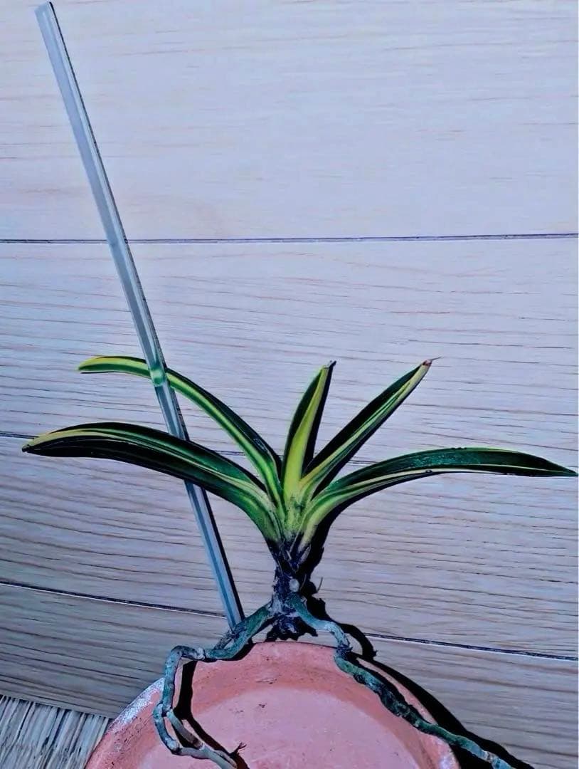 富貴蘭『金牡丹黄縞』最上柄