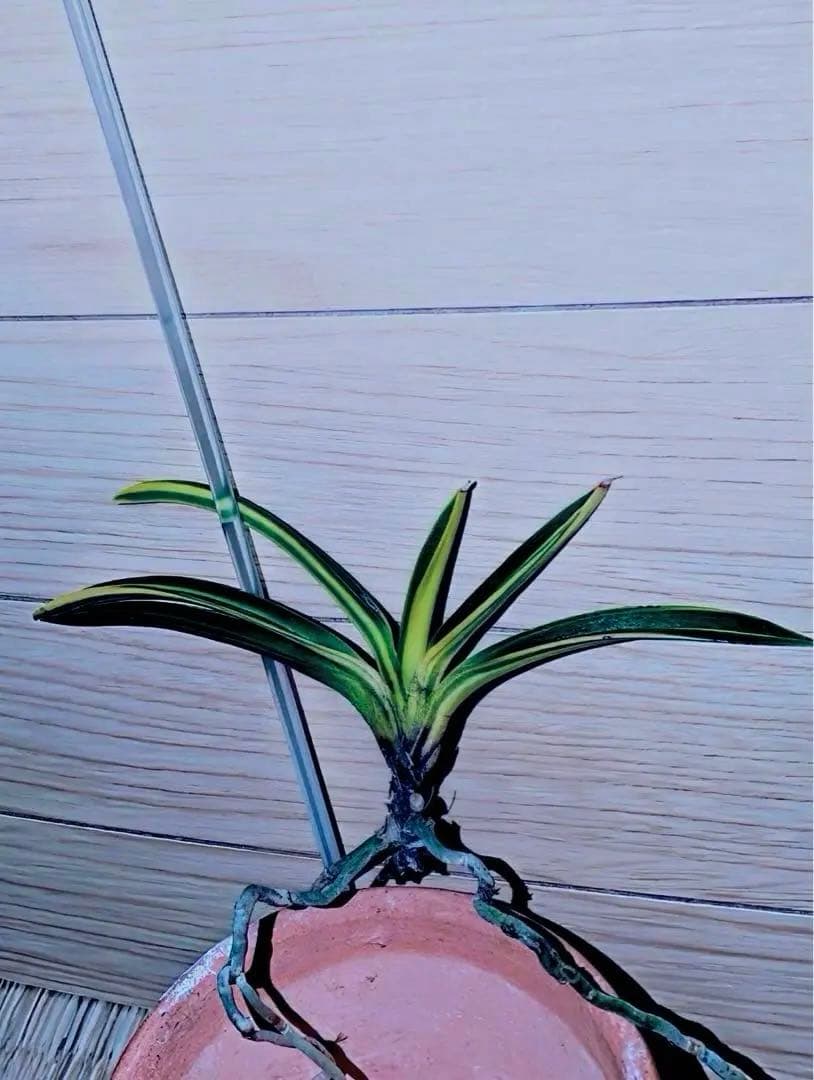 富貴蘭『金牡丹黄縞』最上柄