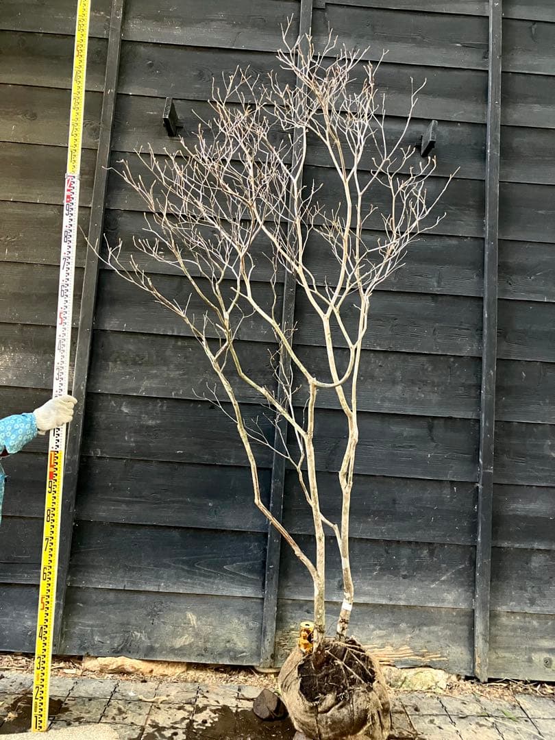 20 山採り　ミツバツツジ