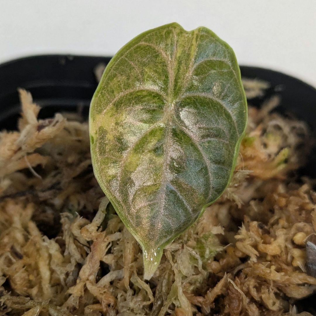 その他観葉植物 1 Alocasia azlanii aurea varigated