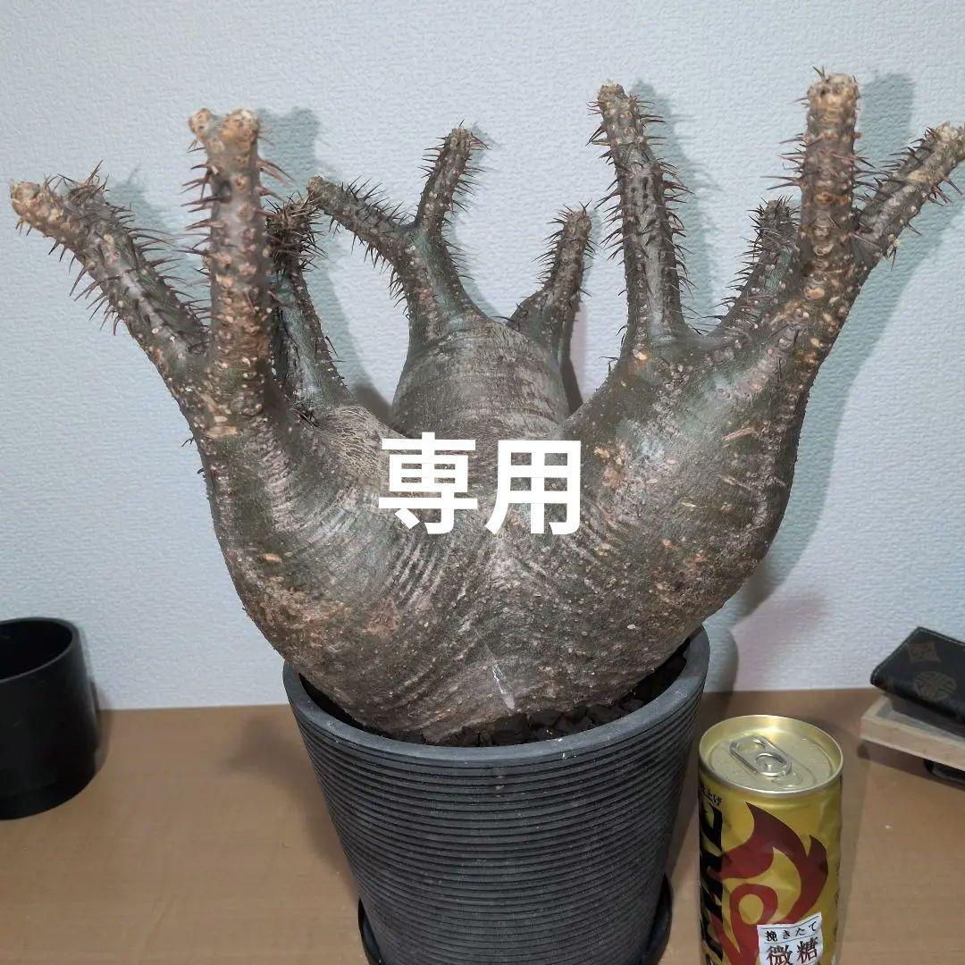 専用　パキポディウム　グラキリス　特大株 美株　現地球　発根株（鉢付き）