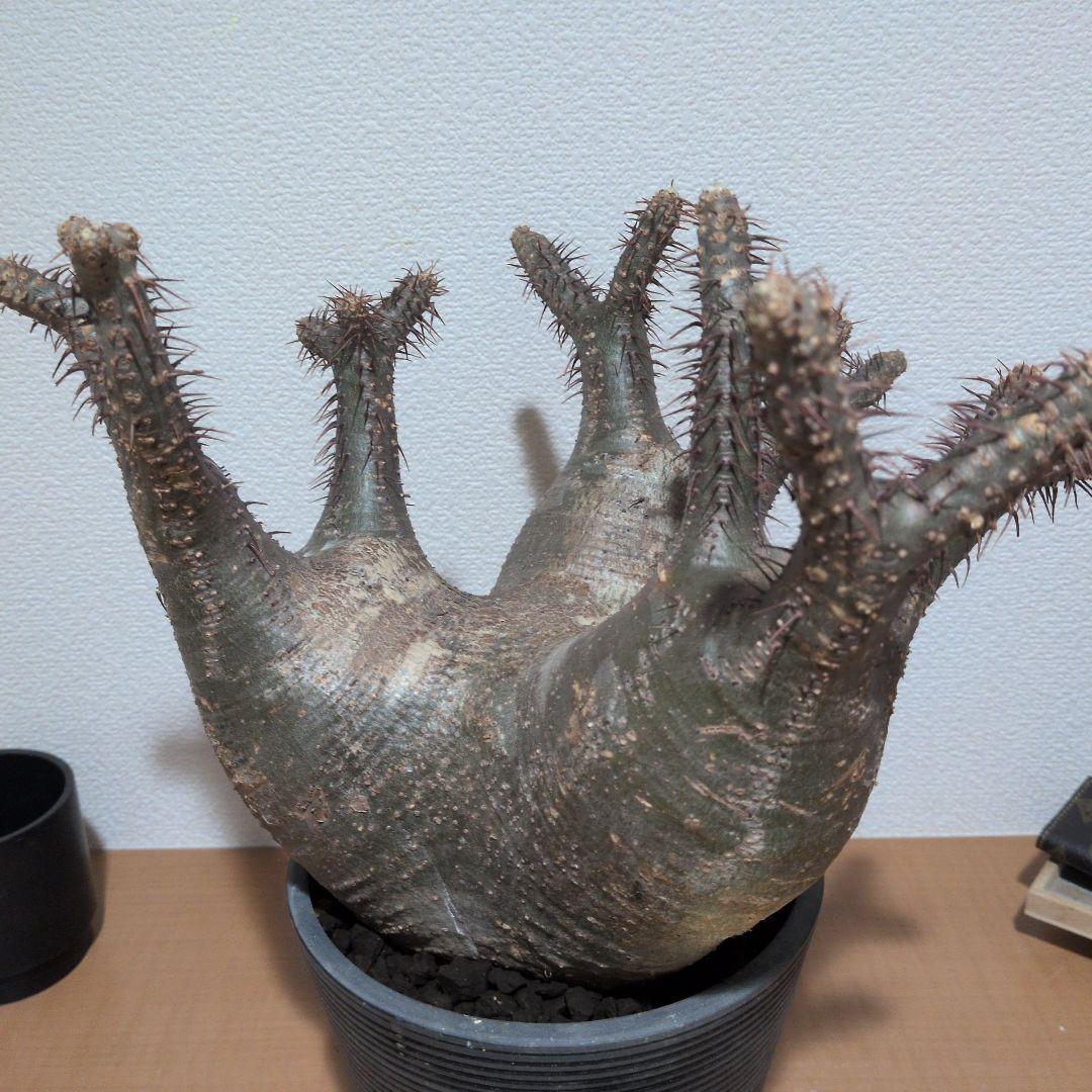 専用　パキポディウム　グラキリス　特大株 美株　現地球　発根株（鉢付き）