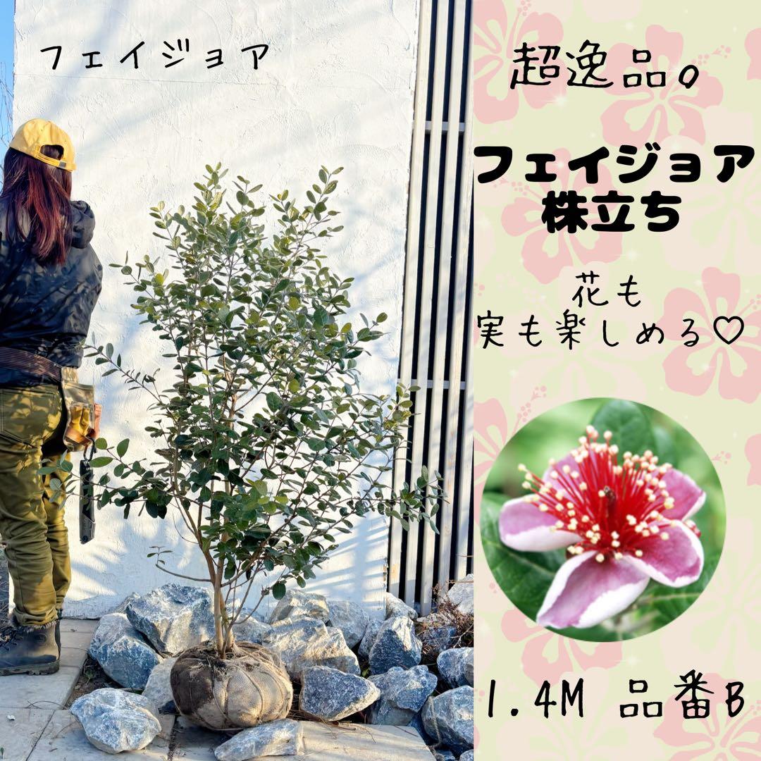 超逸品。フェイジョア株立ち1.4M(鉢底から)品番B