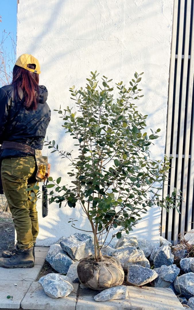 超逸品。フェイジョア株立ち1.4M(鉢底から)品番B