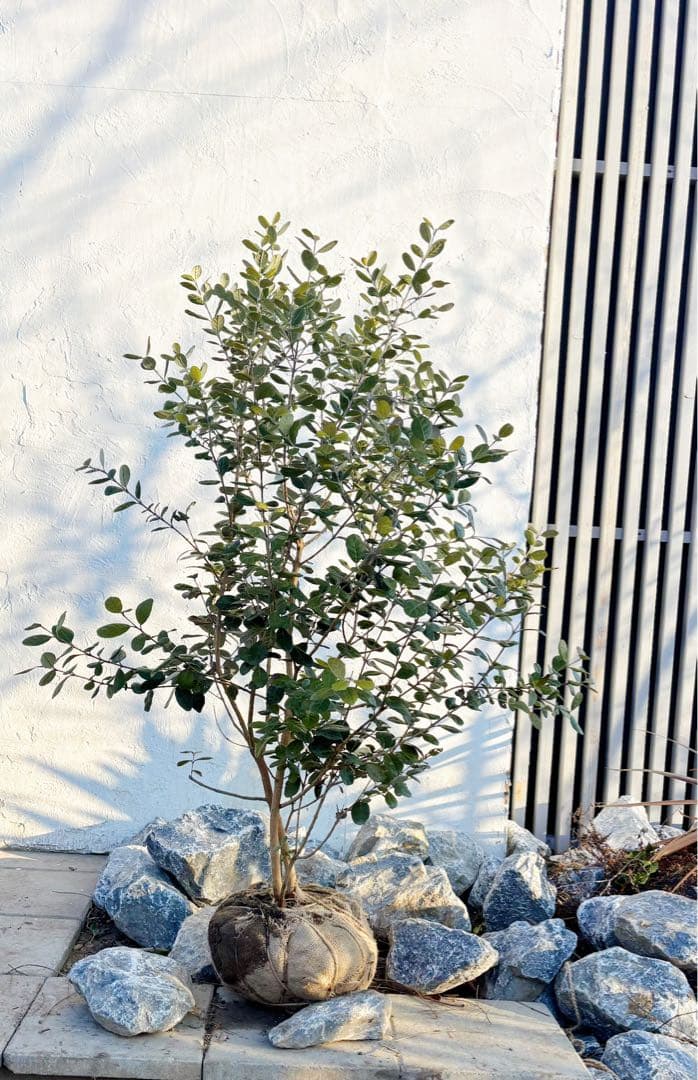 超逸品。フェイジョア株立ち1.4M(鉢底から)品番B