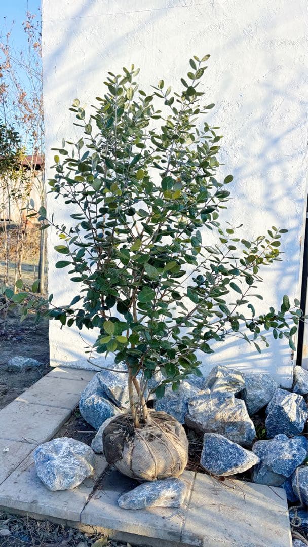 超逸品。フェイジョア株立ち1.4M(鉢底から)品番B