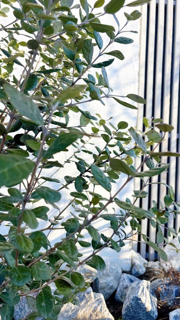 超逸品。フェイジョア株立ち1.4M(鉢底から)品番B